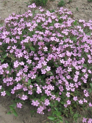 Picture of Saponaria - Ocymoides